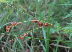 Juncus tenuis