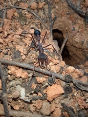 Myrmeciinae