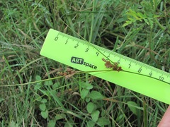 Juncus tenuis