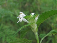 Galeopsis bifida