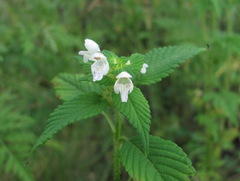 Galeopsis bifida