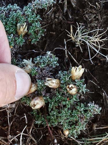 Helichrysum praecurrens, photograph 3