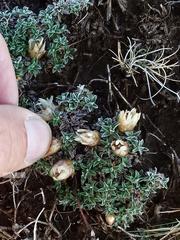 Helichrysum praecurrens