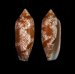 Conus auratinus
