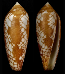 Conus auratinus
