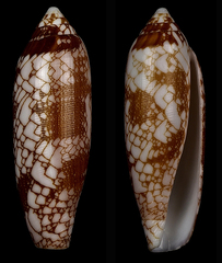 Conus auratinus