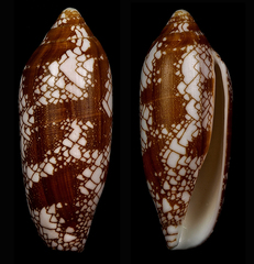 Conus auratinus