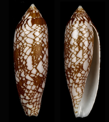 Conus auratinus