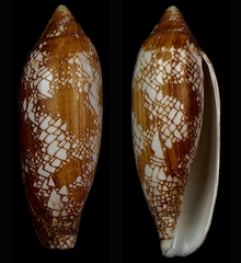 Conus auratinus