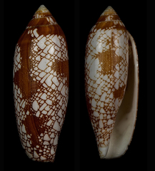 Conus auratinus