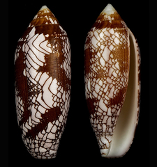 Conus auratinus