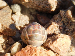 Crassula barklyi