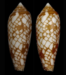 Conus auratinus