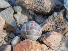 Crassula barklyi