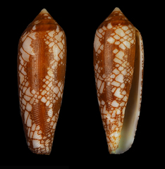 Conus auratinus