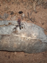 Iridomyrmex purpureus