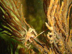 Achaeopsis spinulosa