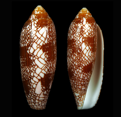 Conus auratinus