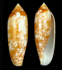 Conus auratinus