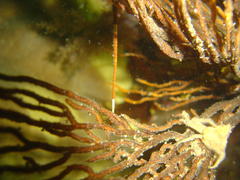 Achaeopsis spinulosa