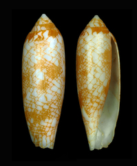 Conus auratinus