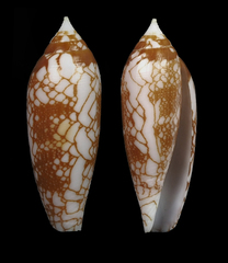Conus auratinus