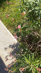 Nerium oleander