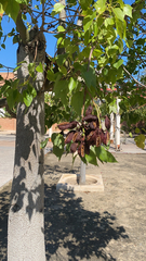 Brachychiton populneus