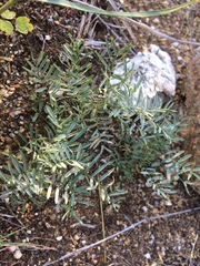 Astragalus versicolor
