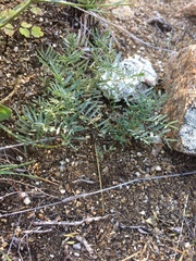 Astragalus versicolor