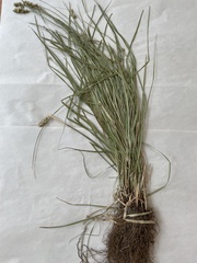 Carex muricata