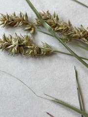 Carex muricata