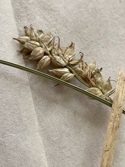 Carex muricata