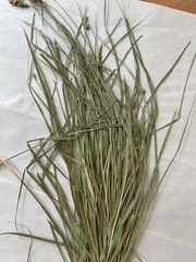 Carex muricata