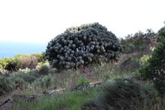Leucospermum conocarpodendron conocarpodendron