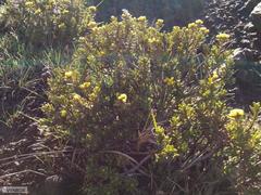 Helichrysum dasycephalum
