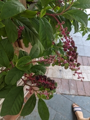 Phytolacca americana