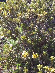 Helichrysum dasycephalum