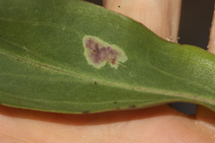 Calycomyza solidaginis