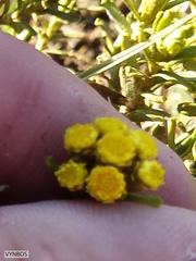 Helichrysum dasycephalum