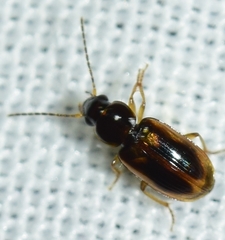 Acupalpus maculatus