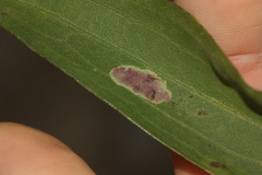 Calycomyza solidaginis