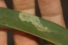 Calycomyza solidaginis