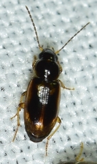 Acupalpus maculatus