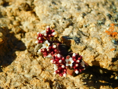 Crassula exilis exilis