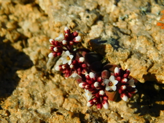Crassula exilis exilis