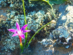 Romulea kamisensis
