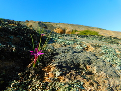 Romulea kamisensis