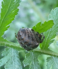 Araneus diadematus