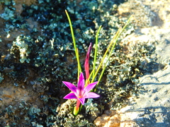 Romulea kamisensis